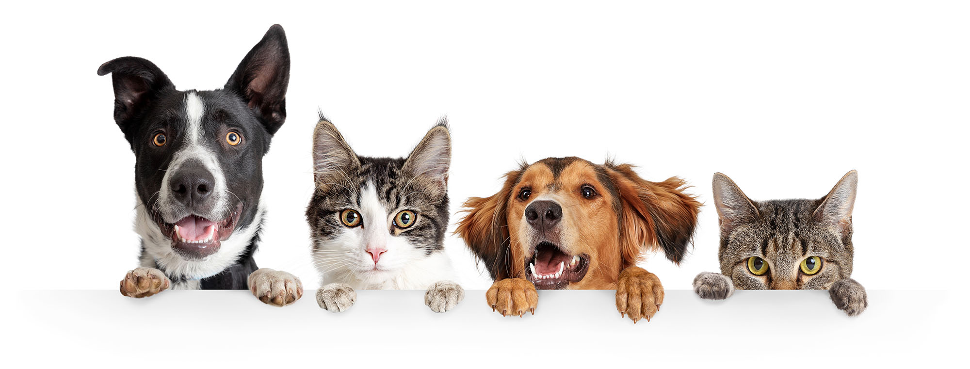 Hunde und Katzen