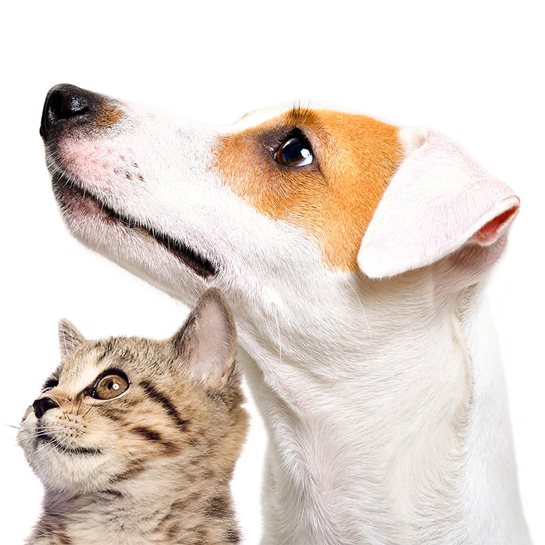 Hund und Katze
